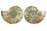 Cut & Polished Crystal-Filled Ammonite Fossil - Madagascar #354111-1